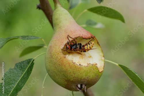 European hornet, Vespa crabro, eating pear