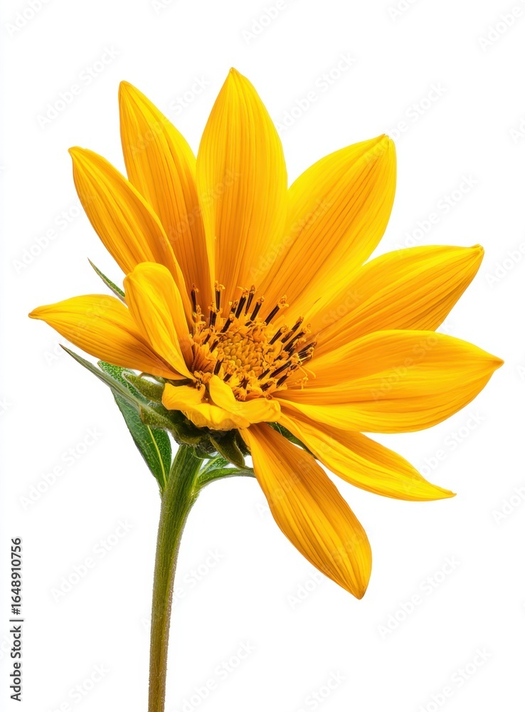 Obraz premium A vibrant yellow flower with elongated petals and a rich green stem, showcasing the beauty of nature in a minimalist style against a white background.