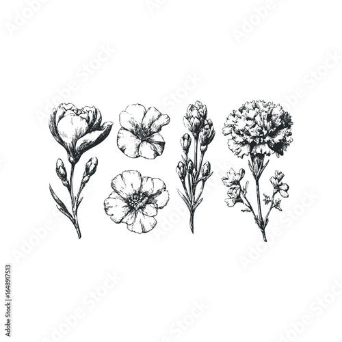 Collection of Botanical Line Drawings of Blooming Flowers and Buds