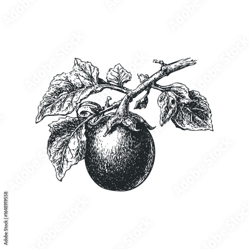Vintage etching of a single tomato plant with ripening fruit and textured leaves