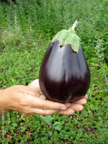 Huge eggplant in hands against the background of a garden
