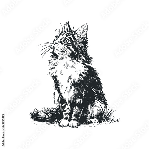 Pensive fluffy kitten looking upwards with curiosity