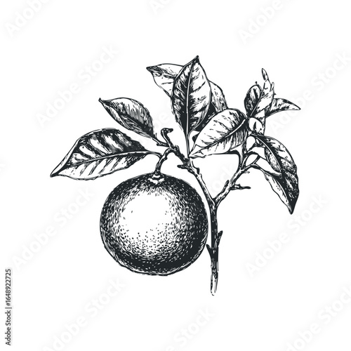 Sketch of ripe citrus fruit with leaves on branch