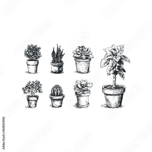 Collection of various potted plants in sketched style