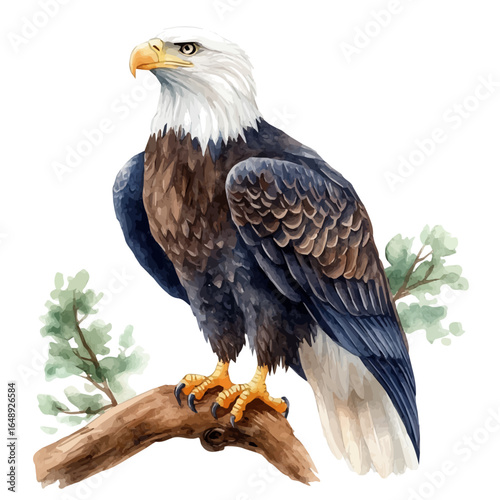 Bald Eagle, watercolor illustration vector, isolated on a white background.
