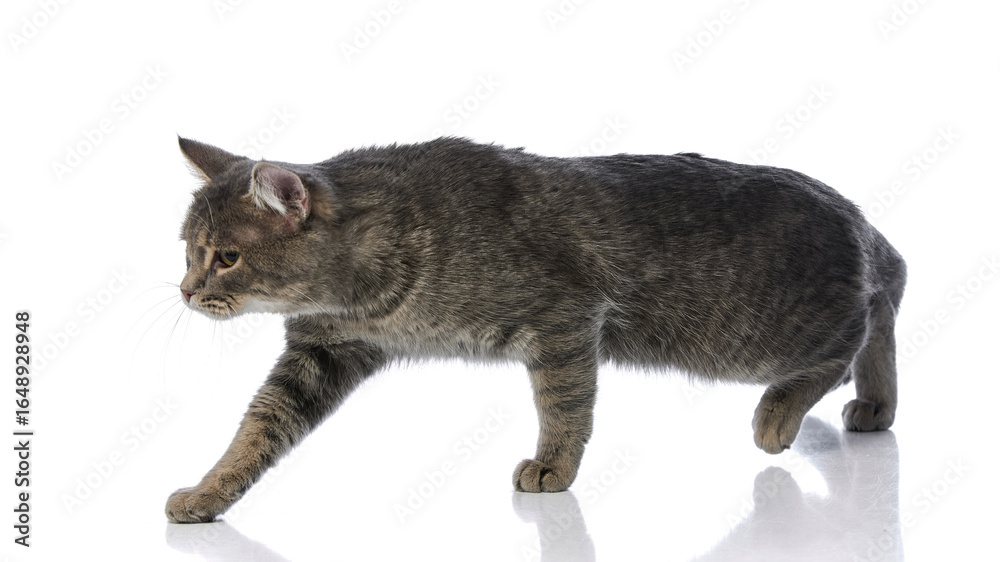 Obraz premium Walking grey tabby cat in profile view on reflective white background. Concept of pet playfulness, feline habits, social media for pets, and vet behavior study.