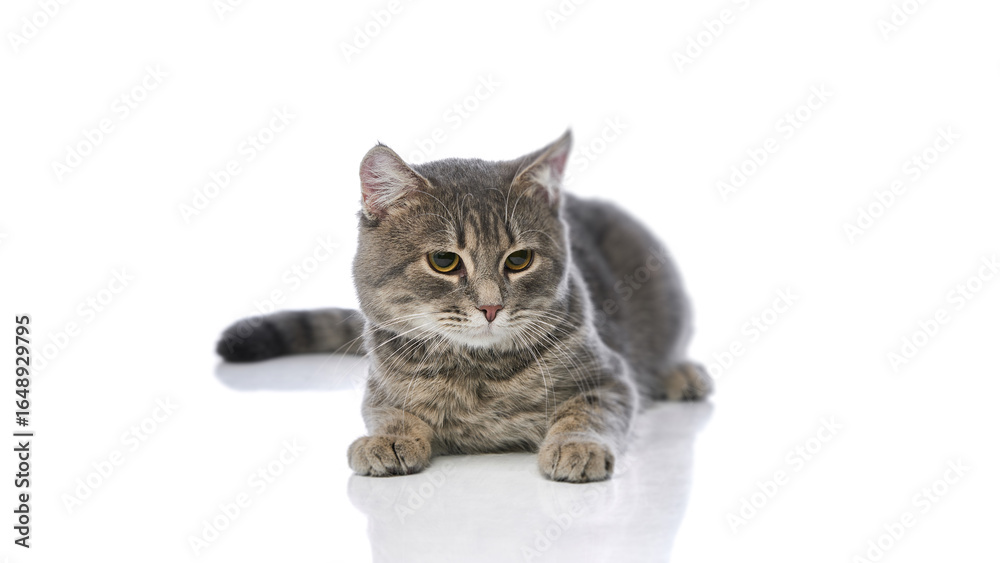 Fototapeta premium Grey tabby cat lying down front view with relaxed posture on white background. Concept of rest, comfort, observation, feline temperament, companionship, and peaceful domestic animal behavior.