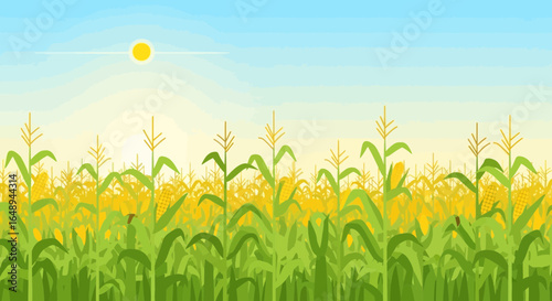 Cornfield Vista A Serene Landscape Of Green Stalks And Golden Cobs