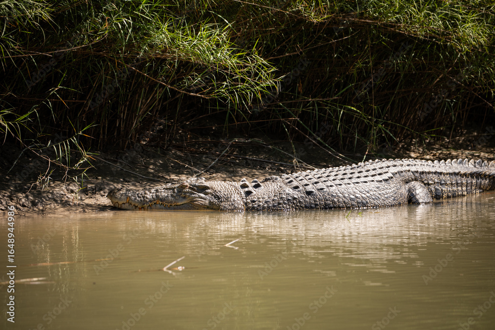 Fototapeta premium crocodile river bank lurking creek