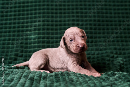 Small Weimaraner puppy. Cute little puppy