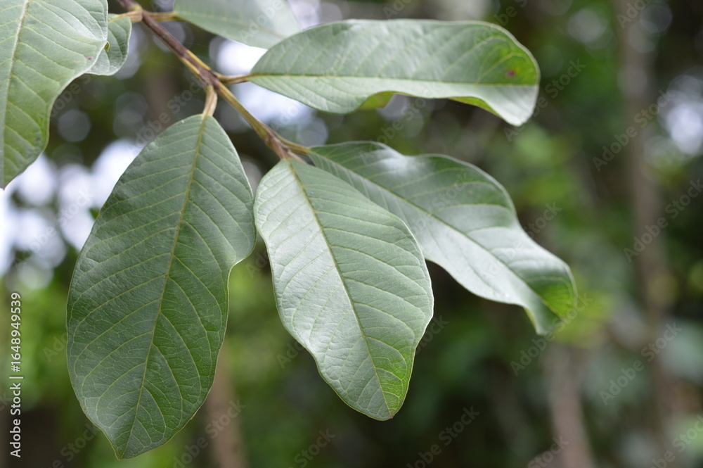 Obraz premium Close up of fresh green guava leaves on a branch with visible veins, photographed in natural daylight, perfect for nature, herbal, and organic concepts.