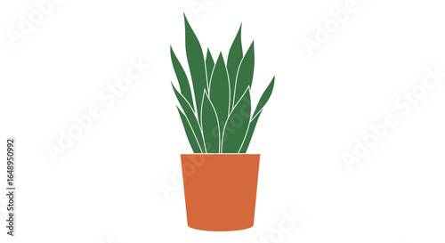 Plant in a terracotta pot here