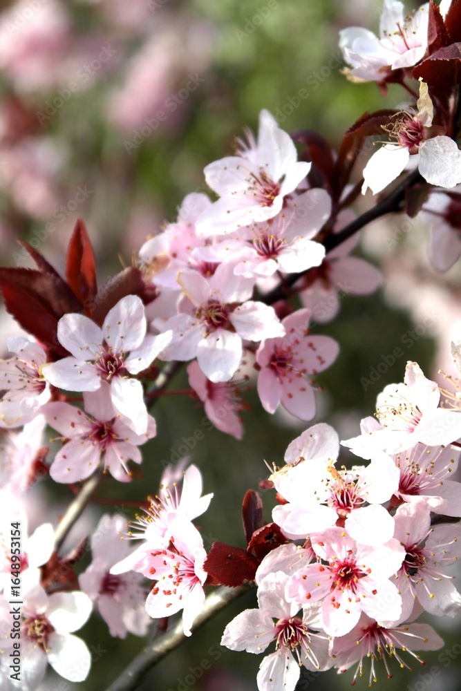 Obraz premium Blooming spring tree