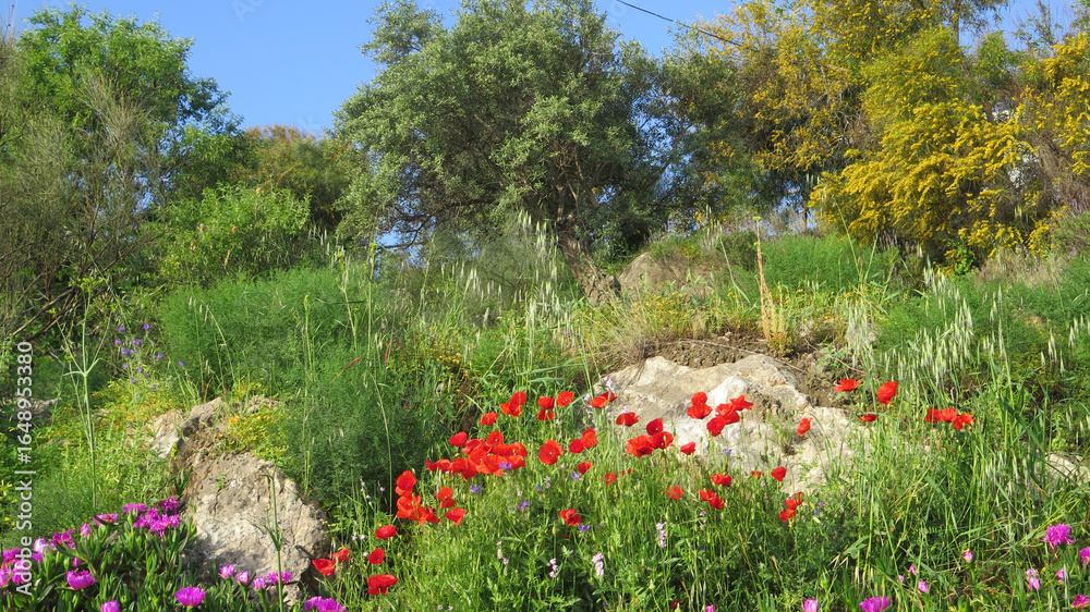 Obraz premium Bright Red Poppies on rural verge