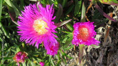 Ice Flower in full bloom