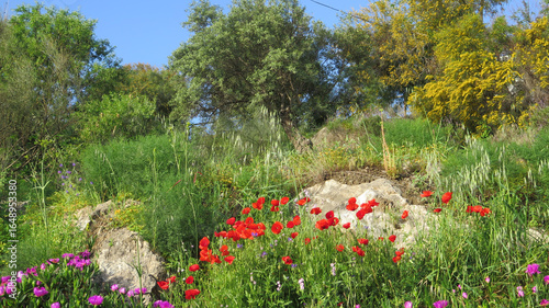 Bright Red Poppies on rural verge