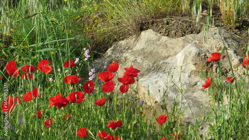 Bright Red Poppies on rural verge