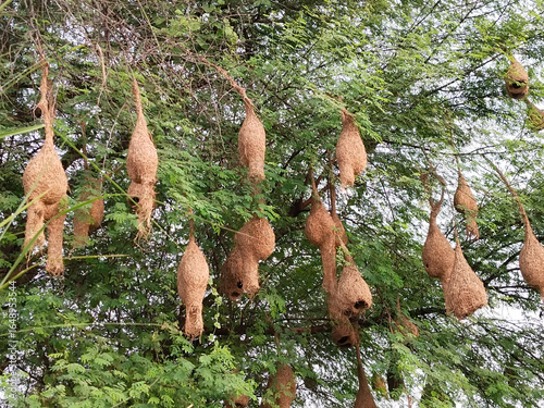 Dozens of hanging weaver bird nests clustered on tree branches, showing detailed natural craftsmanship and avian nesting behavior in rural or forest habitat