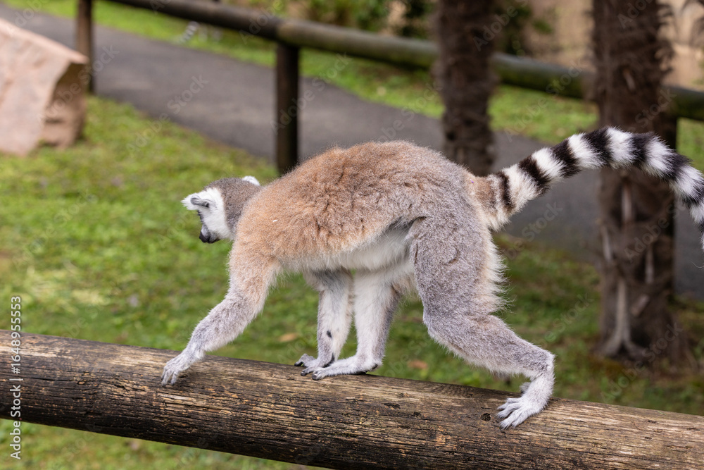 Fototapeta premium Ring-tailed lemur