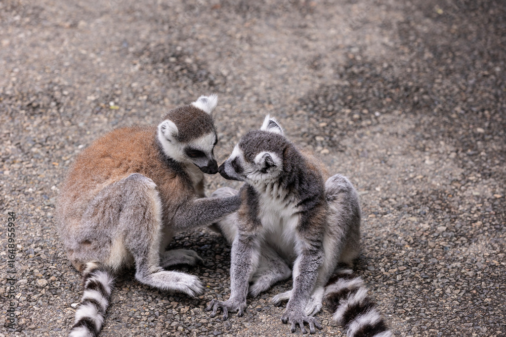 Fototapeta premium Ring-tailed lemur