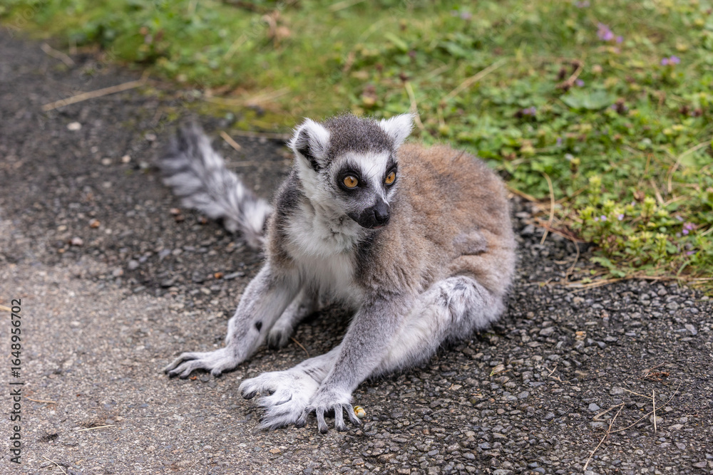 Obraz premium Ring-tailed lemur