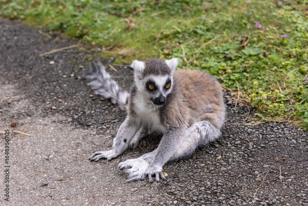 Obraz premium Ring-tailed lemur