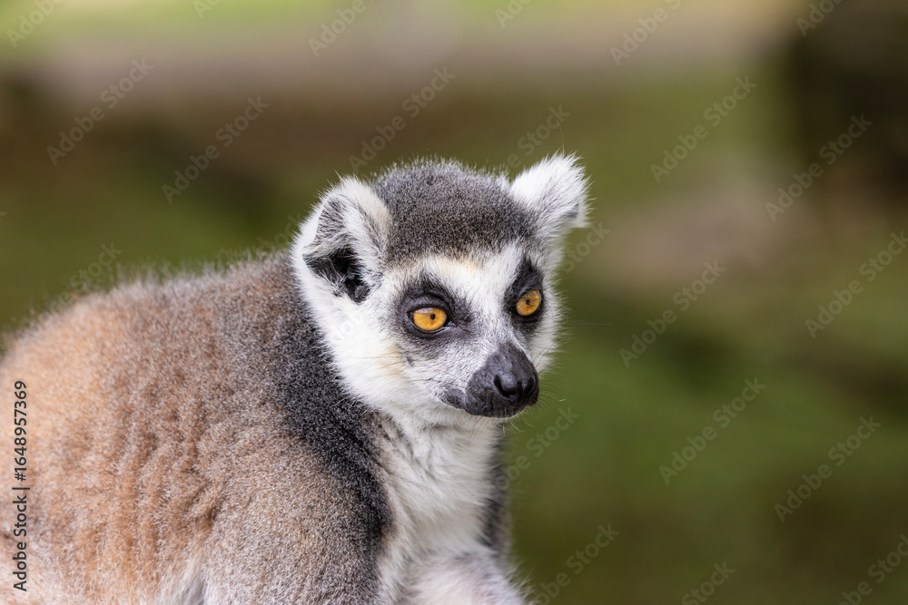 Fototapeta premium Ring-tailed lemur