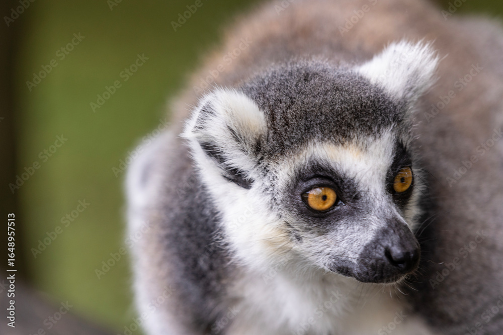Ring-tailed lemur Ring-tailed lemur