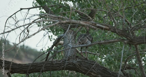 Merriams Wild Turkey Walking in a Tree