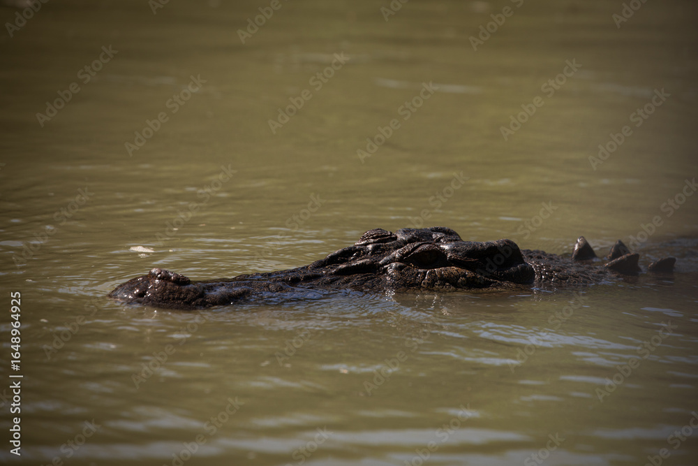 Fototapeta premium crocodile reptile river dangerous lurking