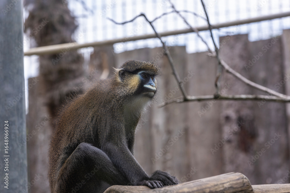 Obraz premium Moustached guenon