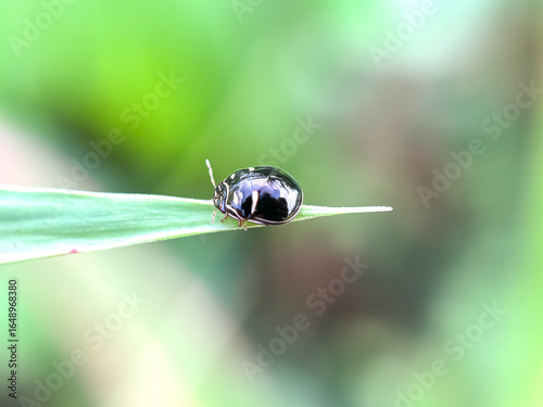 Close up of black ladybug family Plataspididae