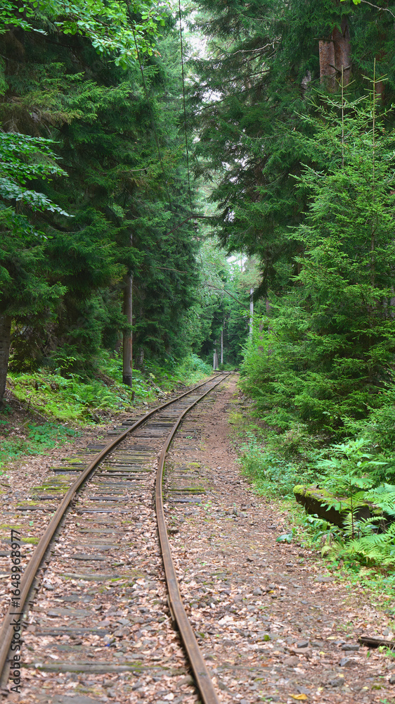 Fototapeta premium Train tracks winding through a lush green forest in a quiet setting