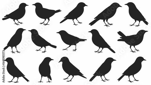Collection of black bird silhouettes in various poses isolated on white background silhouette