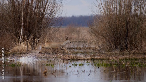roe deer buck running through water after snow melt in early spring in a field leaving behind splashes of water on a cloudy day.