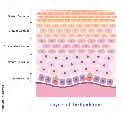 Layers of the epidermis vector illustration. Cross section of epidermis composed of five skin layers, Stratum corneum, lucidum, granulosum, spinosum and basal. Skin care and anatomy concept.