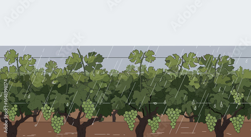 Illustration of a vineyard during a rainstorm showcasing grape vines and foliage in a natural setting