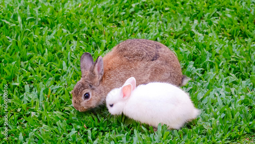 Foto Young brown rabbit and little white Jersey Wooly baby rabbit on green lawn in a