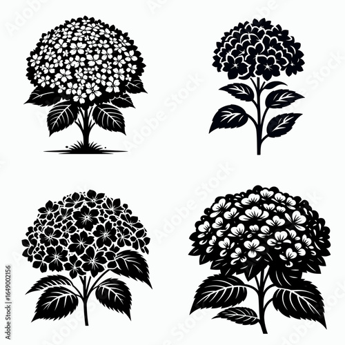 Hydrangea bush. Retro Vintage Line Art Clipart Silhouette Vector Illustration. Bloom shrub detail flowering plant garden perennial cultivated flora.