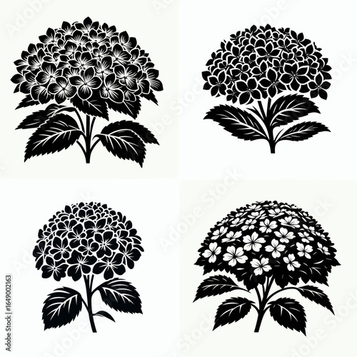 Hydrangea panicle bloom. Retro Vintage Line Art Clipart Silhouette Vector Illustration. Big flower head on cone shrub growing show of late summer blossom.