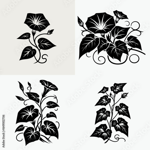 Morning glory vine. Retro Vintage Line Art Clipart Silhouette Vector Illustration. Climbing bindweed a garden flowering plant growing in sun or partial shade.