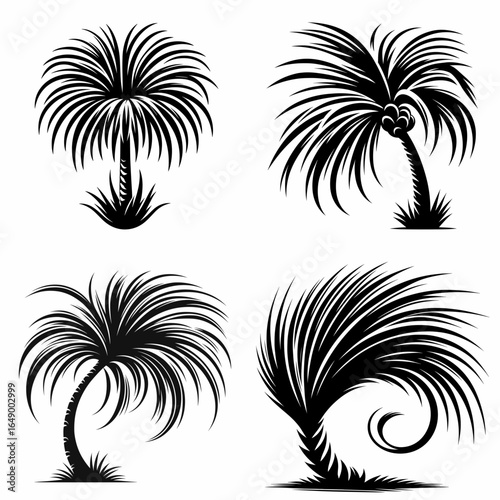 Ponytail palm. Retro Vintage Line Art Clipart Silhouette Vector Illustration. Beaumontia plant care houseplant guide growing a nolina recurvata indoors.