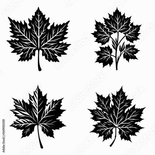 Sycamore leaf cluster. Retro Vintage Line Art Clipart Silhouette Vector Illustration. .
