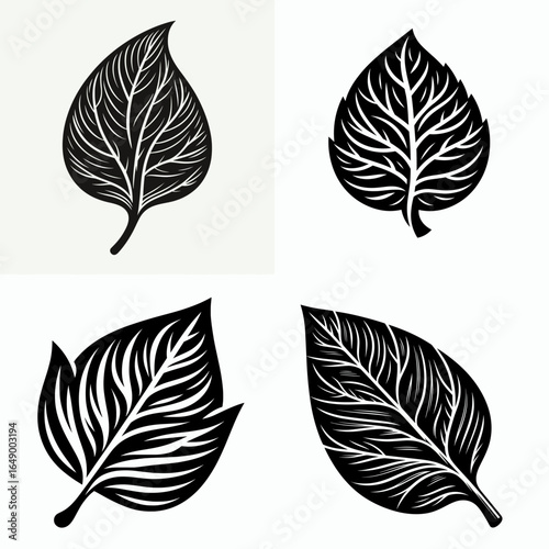 Tulip tree leaf. Retro Vintage Line Art Clipart Silhouette Vector Illustration. Common linden foliage a natural component identification for garden flora.