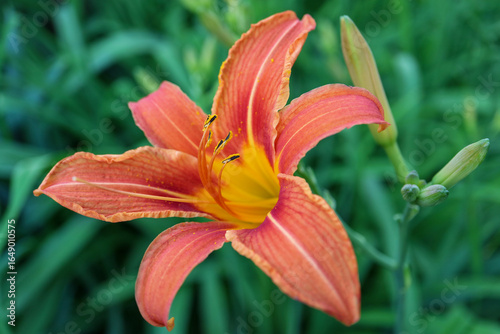 Daylily With Delicate Petals And Long Stamens