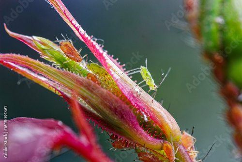Close up image og sap sucking aphids, Aphidoidea, on a plant in Northumberland, UK