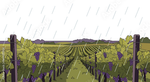 Rainy Season At Vineyard Creates Moody Scene For Agriculture Theme