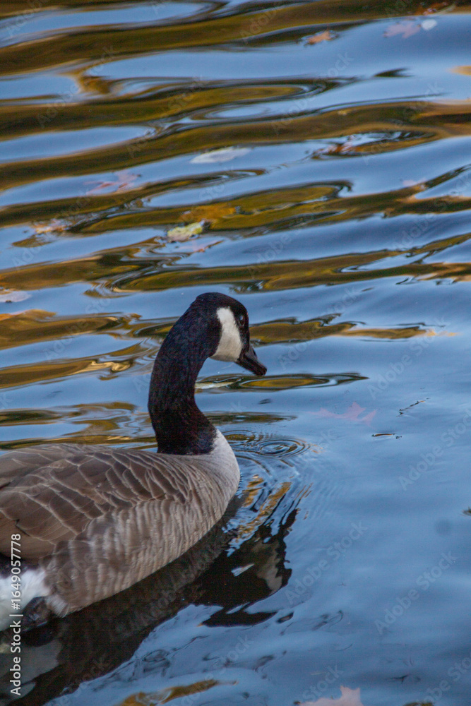 Obraz premium Canadian geese swimming peacefully in pond, bathed, migrating geese, water habitat, animal life, calm waters, nature scene, wildlife in sunlight
