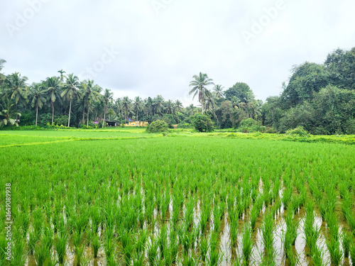 Lush green rice paddies stretch toward a serene tropical landscape with abundant palm trees under a cloudy sky
