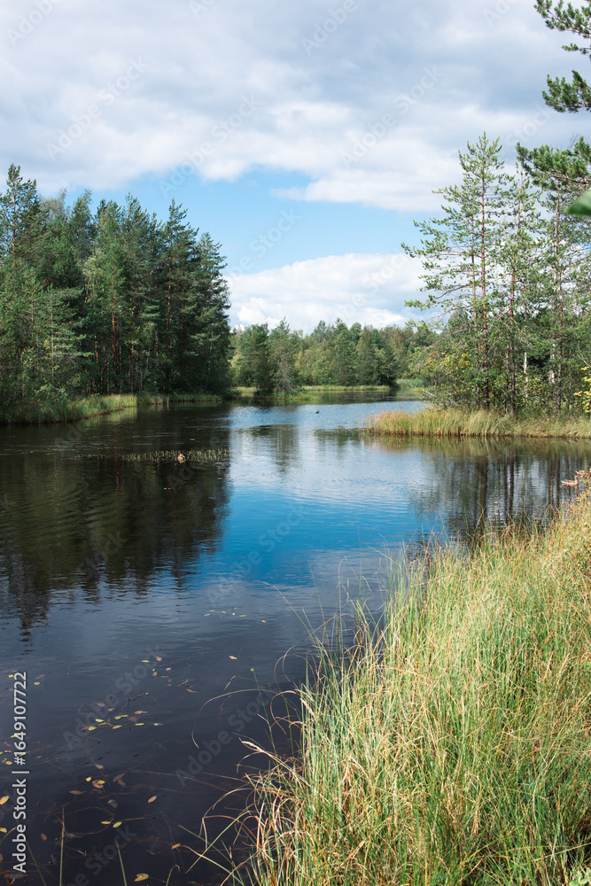 Obraz premium Summer pond with reeds reflecting cloudy sky, vertical nature scene
